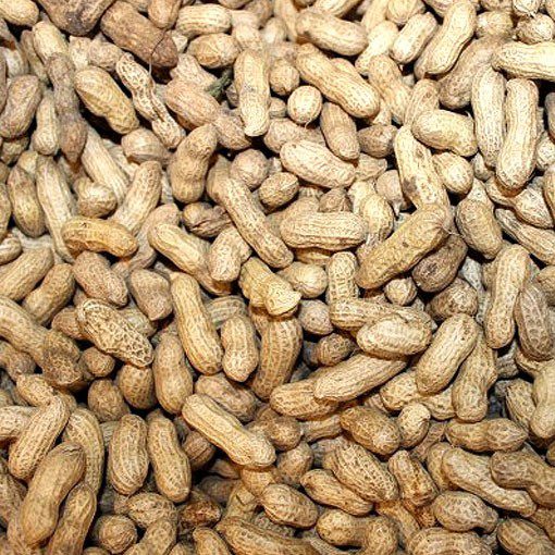 Arachide frais