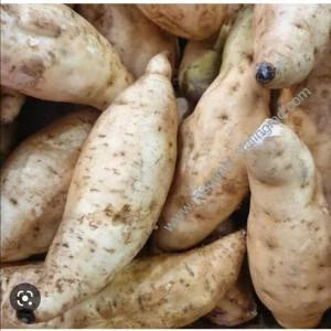 Patate Douce