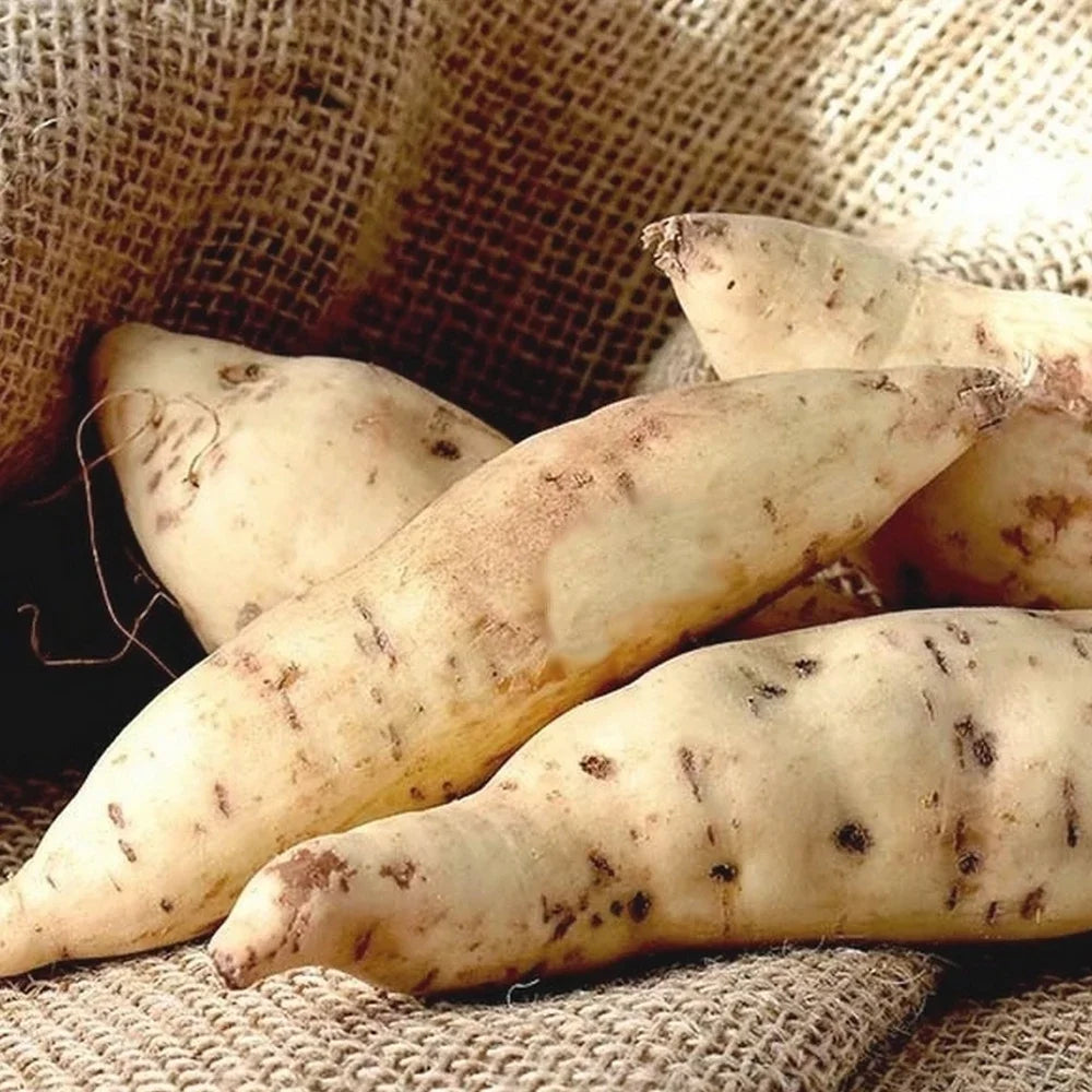 Patate Douce