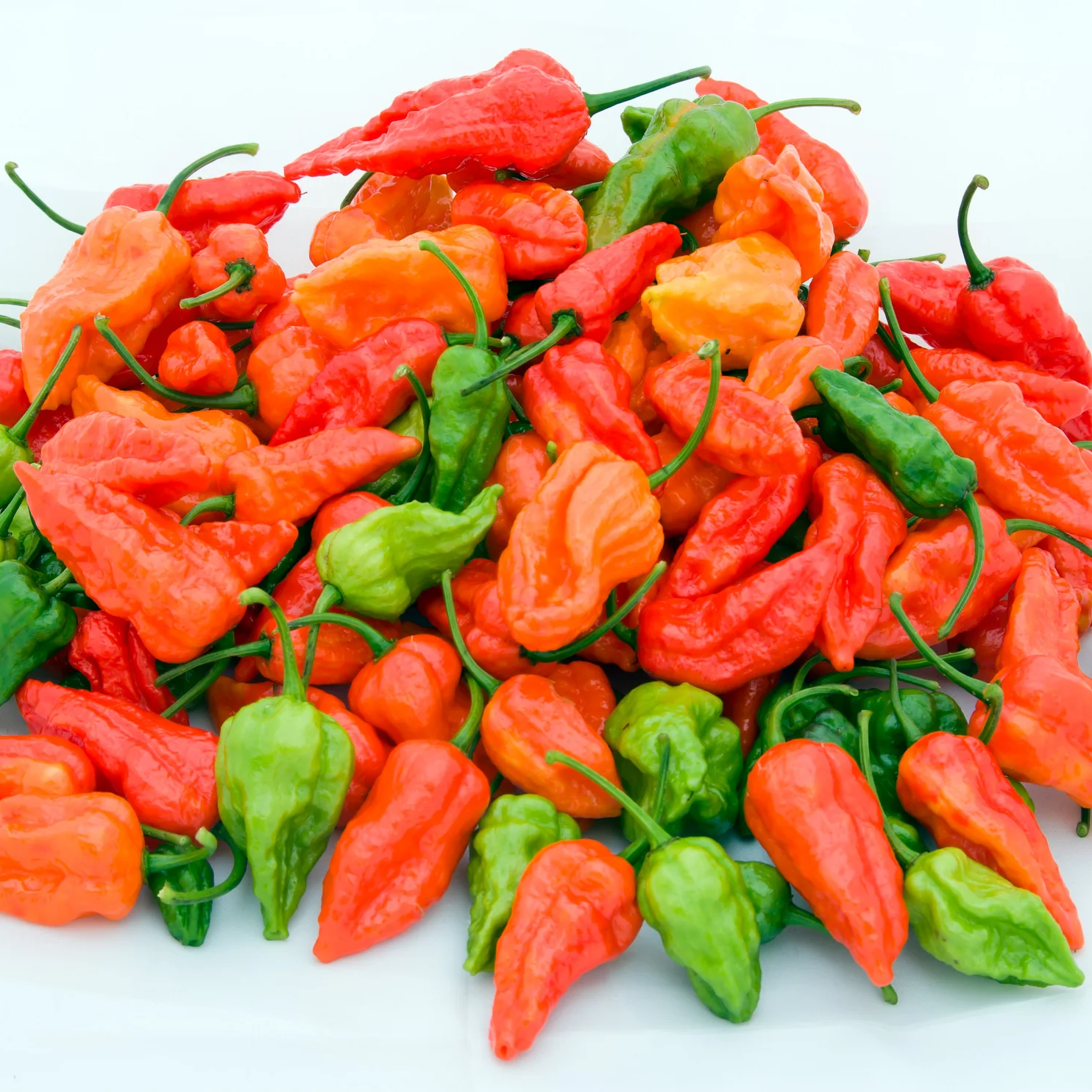Piment rouge frais