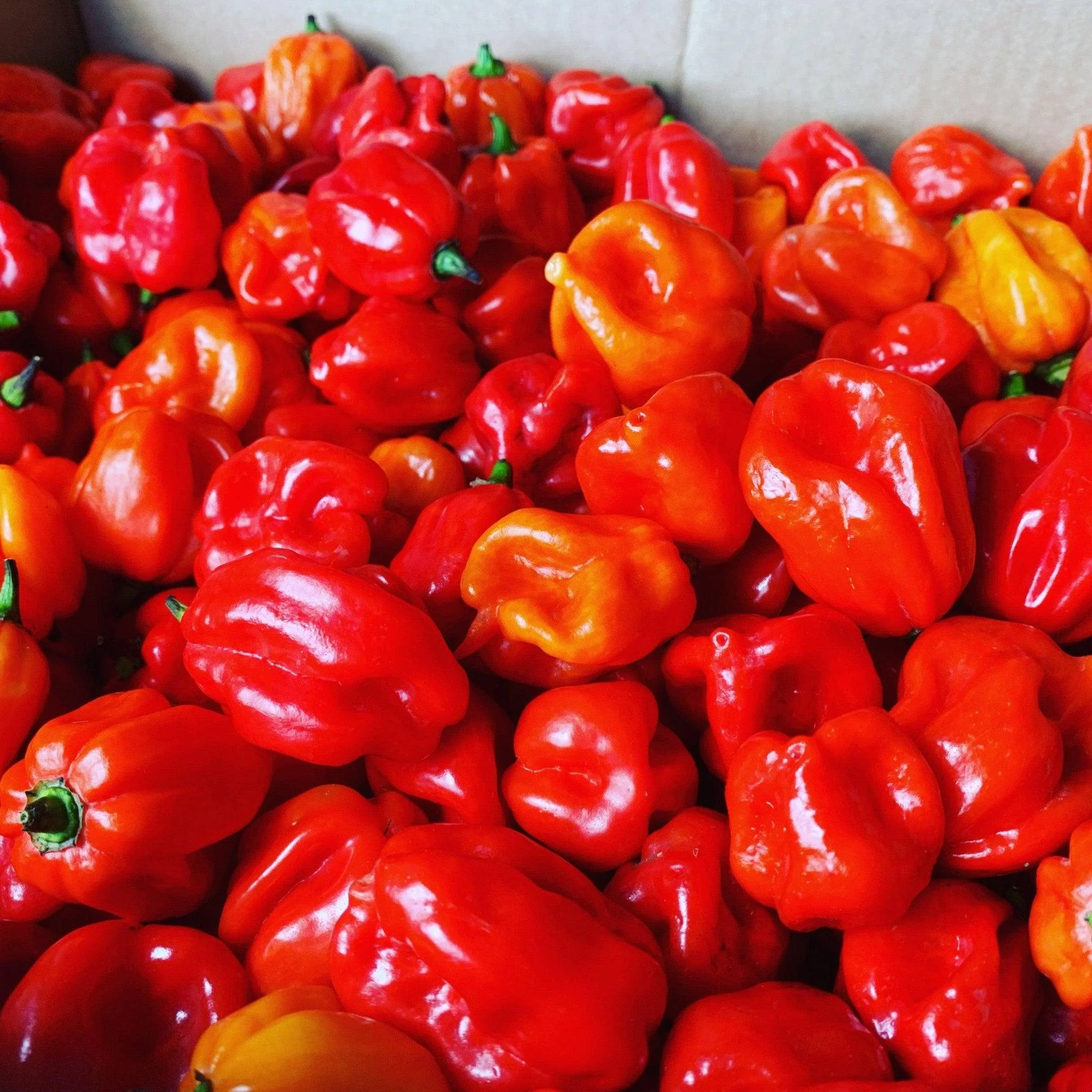 Piment rouge frais