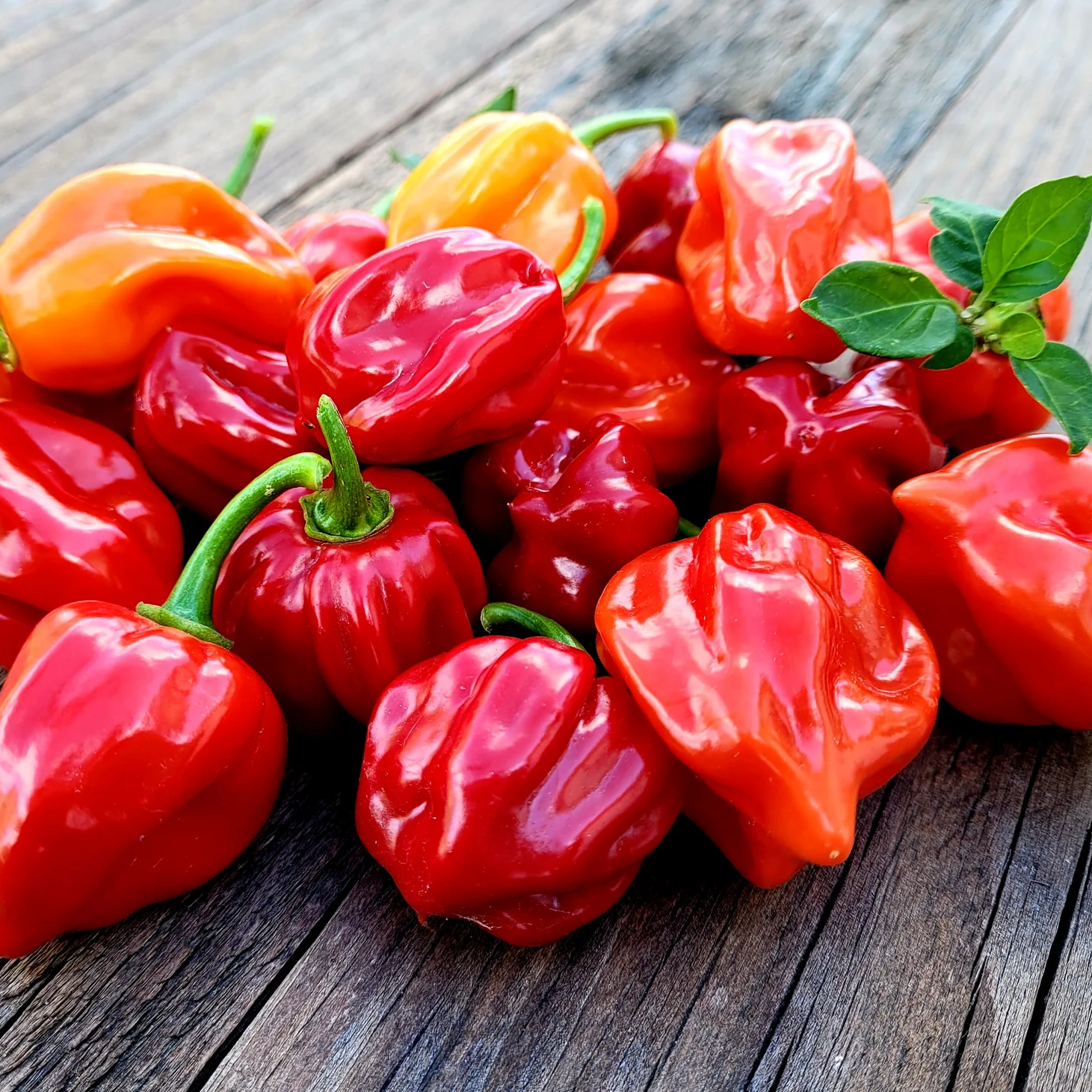 Piment rouge frais