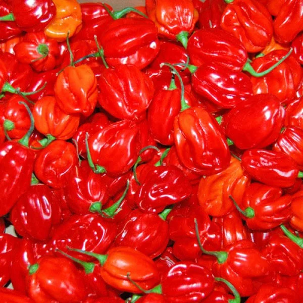 Piment rouge frais