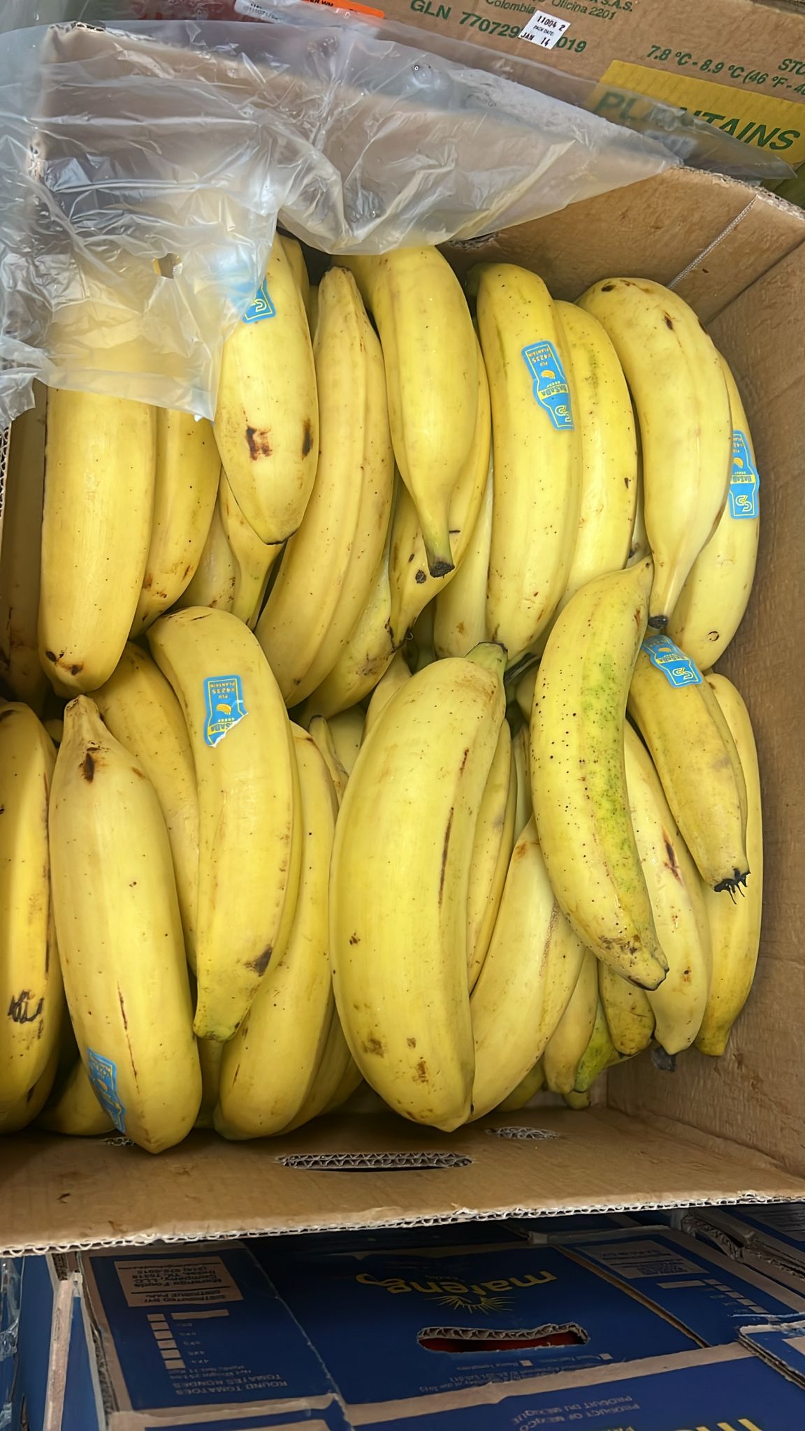Plantain