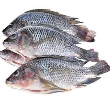 Carton moyen tilapia