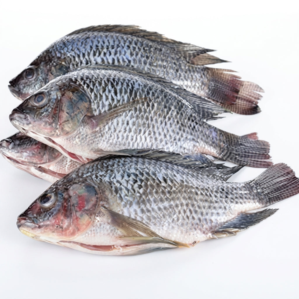 Carton moyen tilapia
