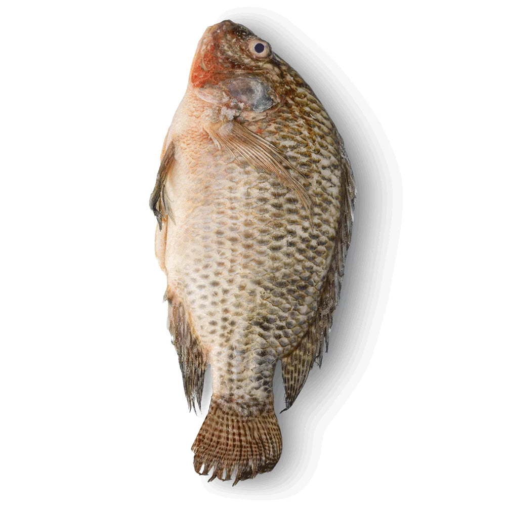 Carton gros tilapia
