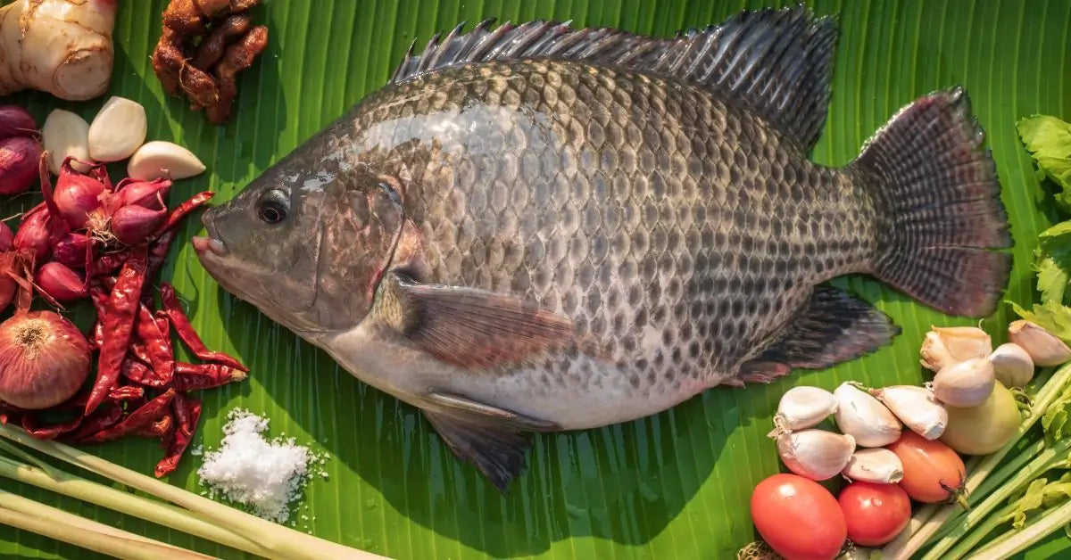 Carton gros tilapia