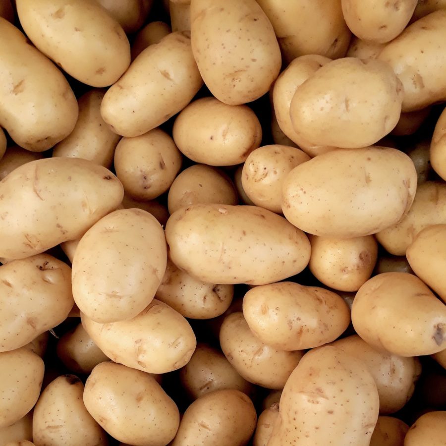 Pommes de terre blanches